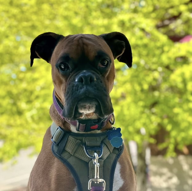 Otis's picture